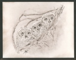 Brownprint Owls